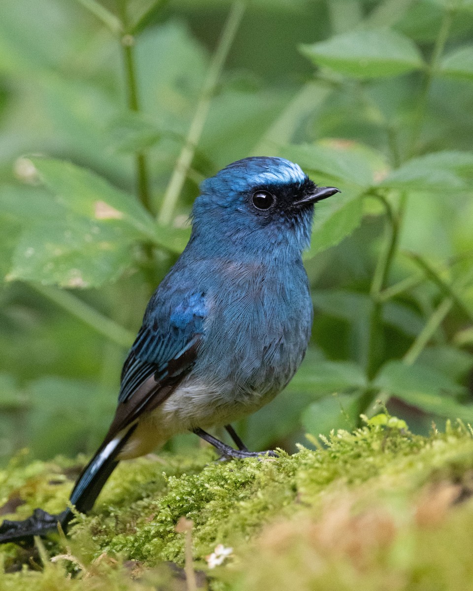 Indigo Flycatcher - ML643684860