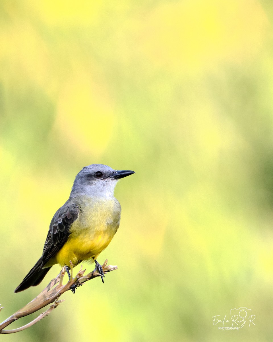 Tropical Kingbird - ML643684863