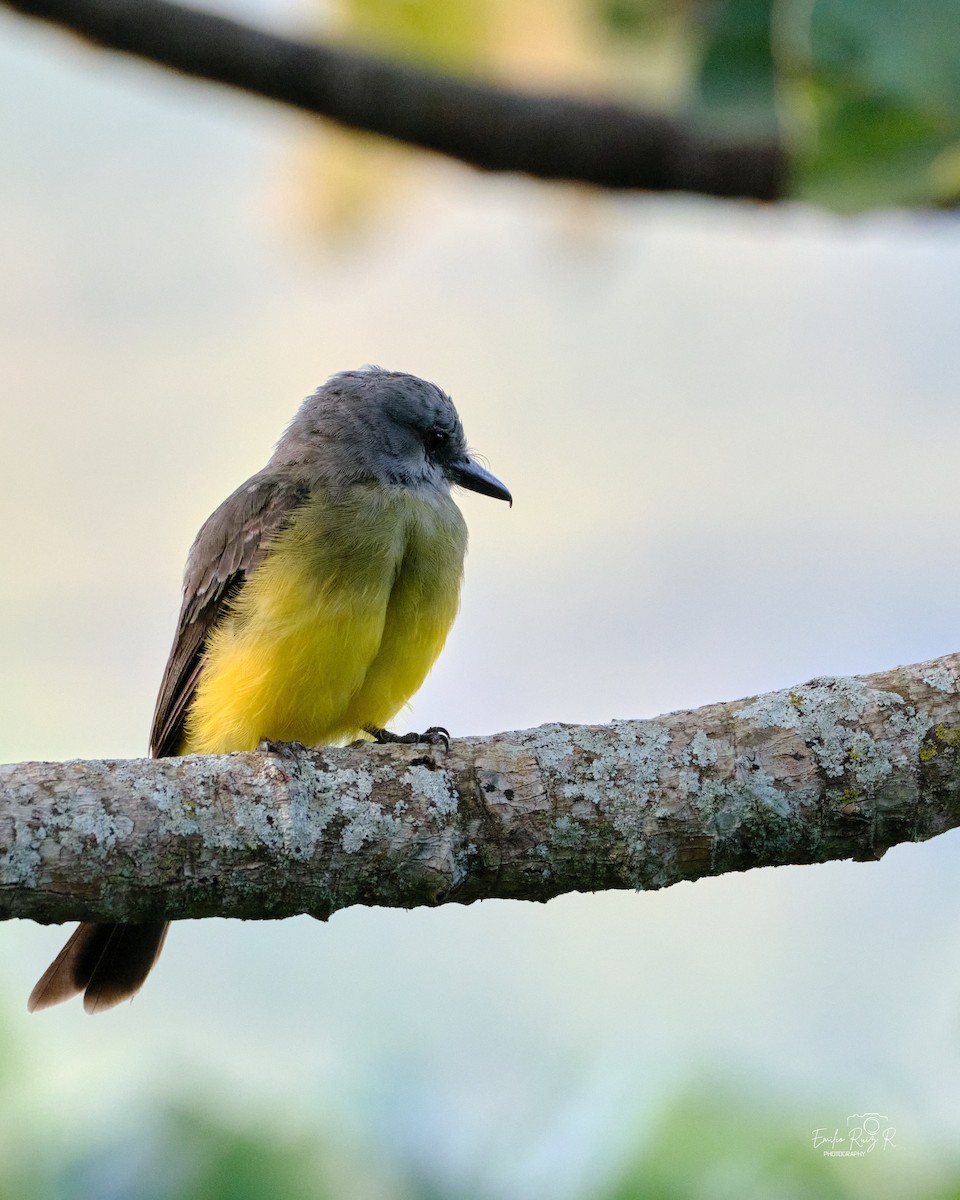 Tropical Kingbird - ML643684864