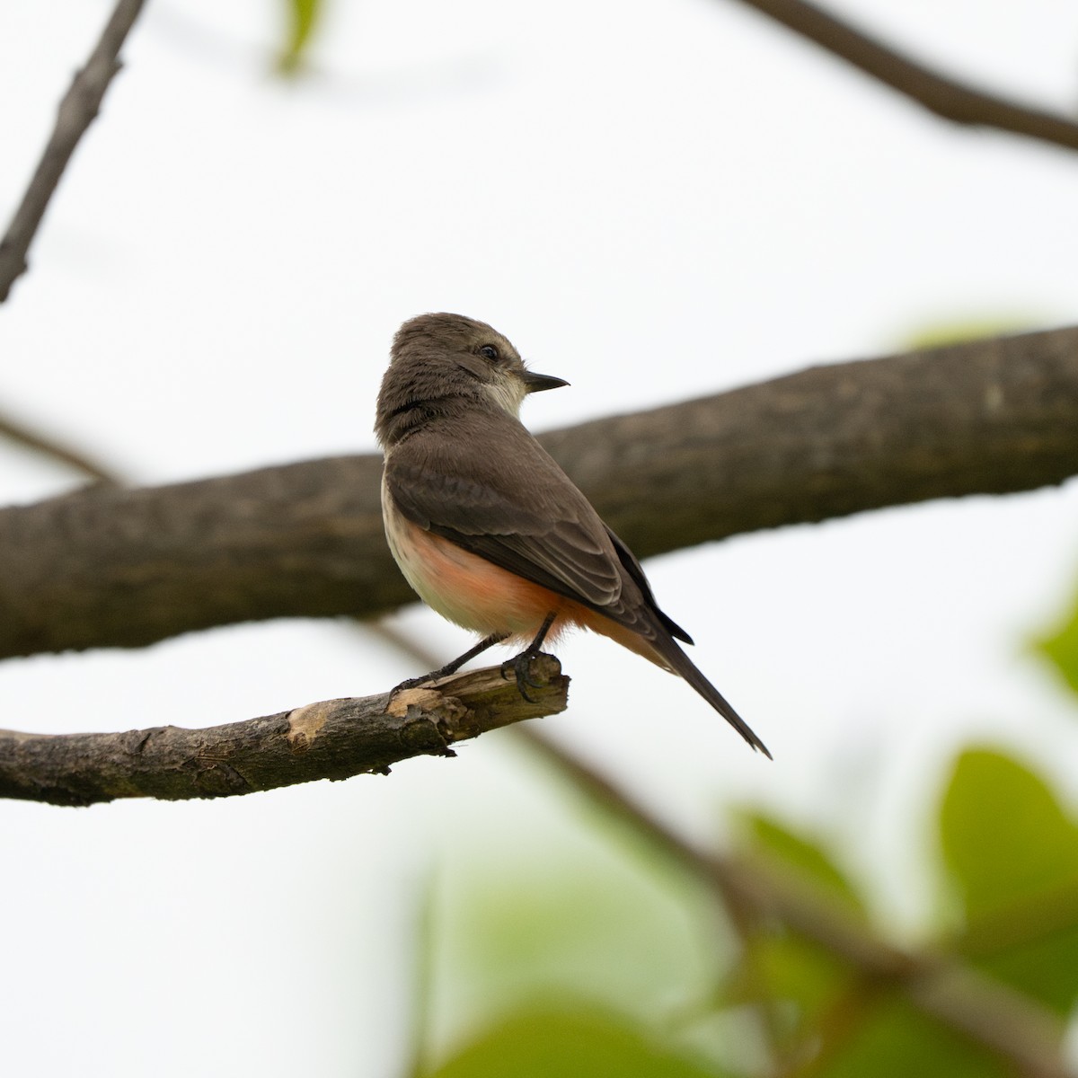 Vermilion Flycatcher - ML643684868