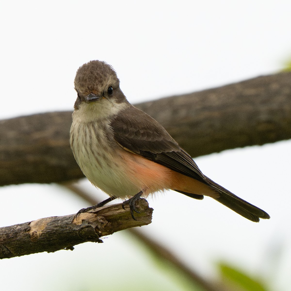 Vermilion Flycatcher - ML643684869
