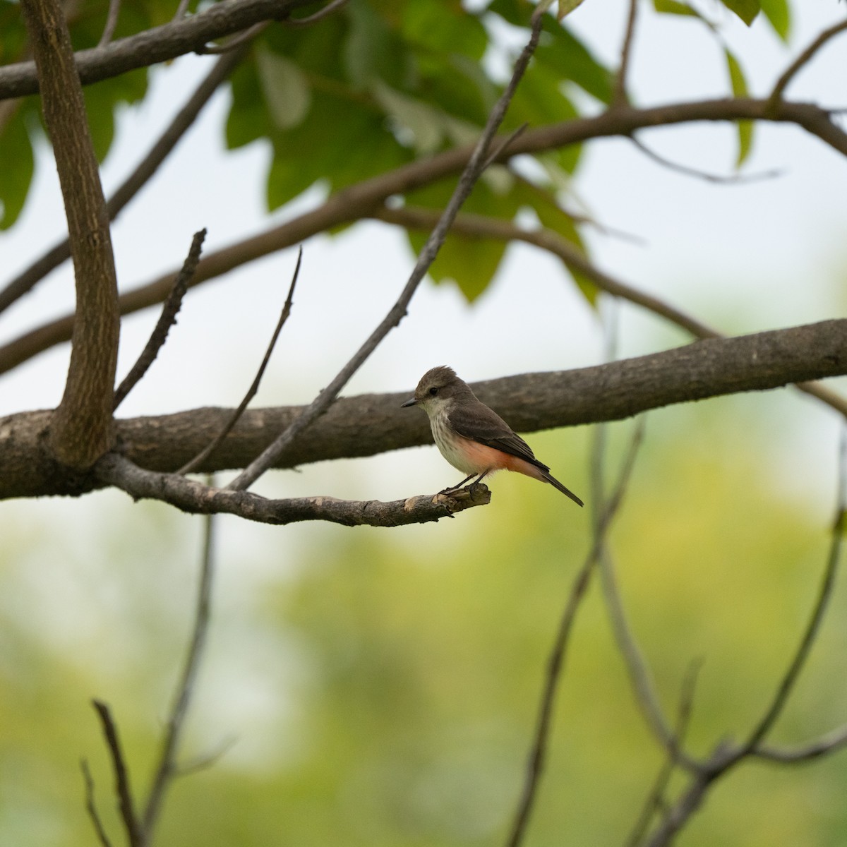 Vermilion Flycatcher - ML643684870