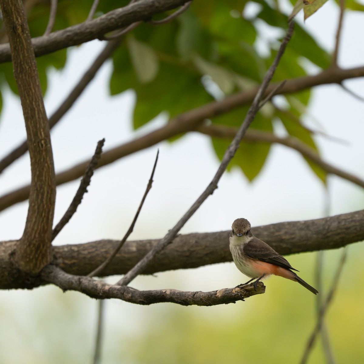 Vermilion Flycatcher - ML643684871