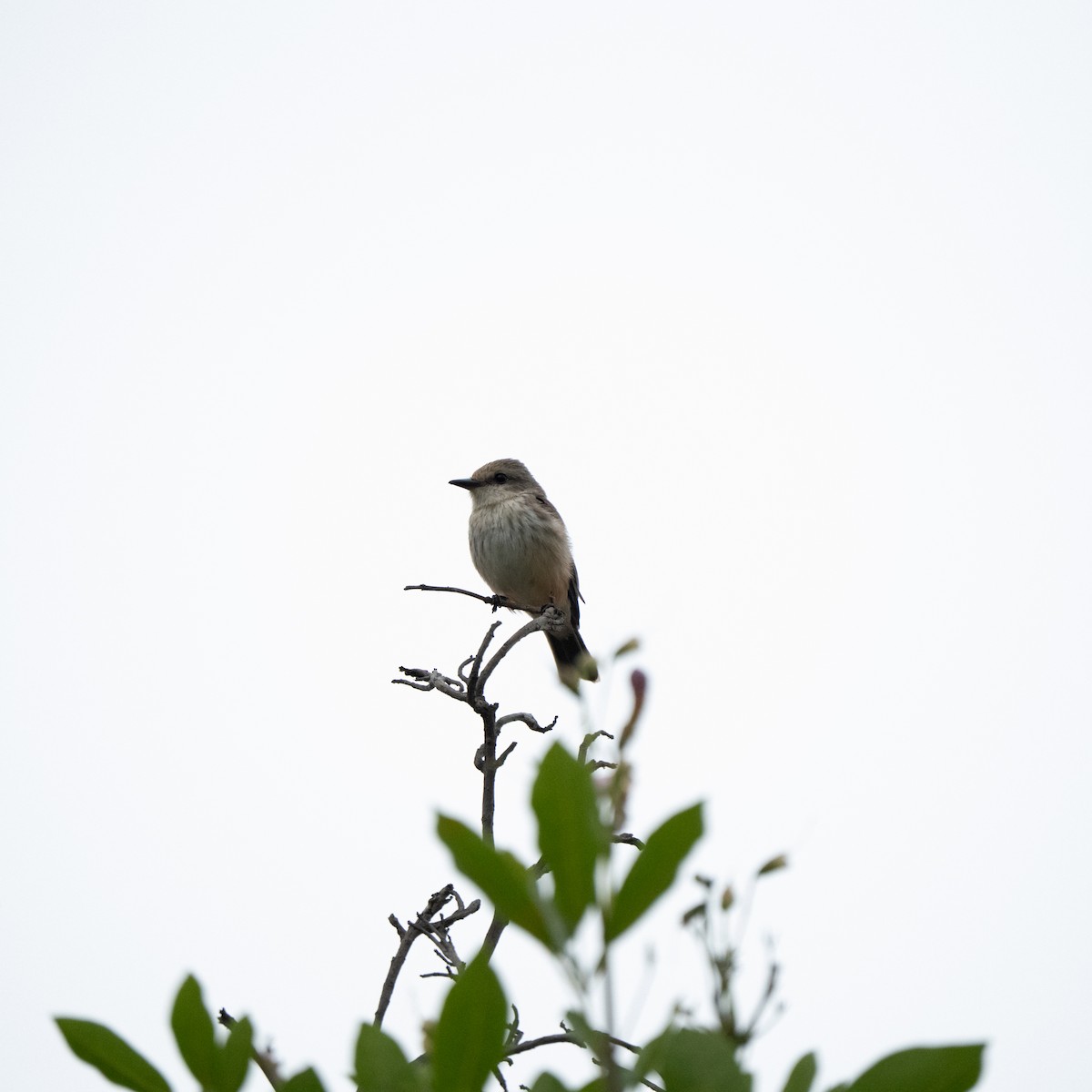 Vermilion Flycatcher - ML643684872
