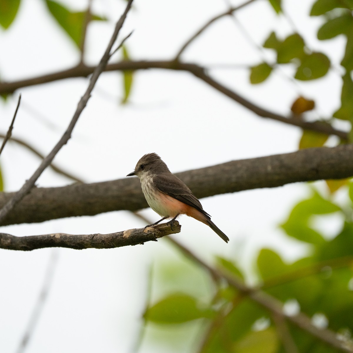Vermilion Flycatcher - ML643684873