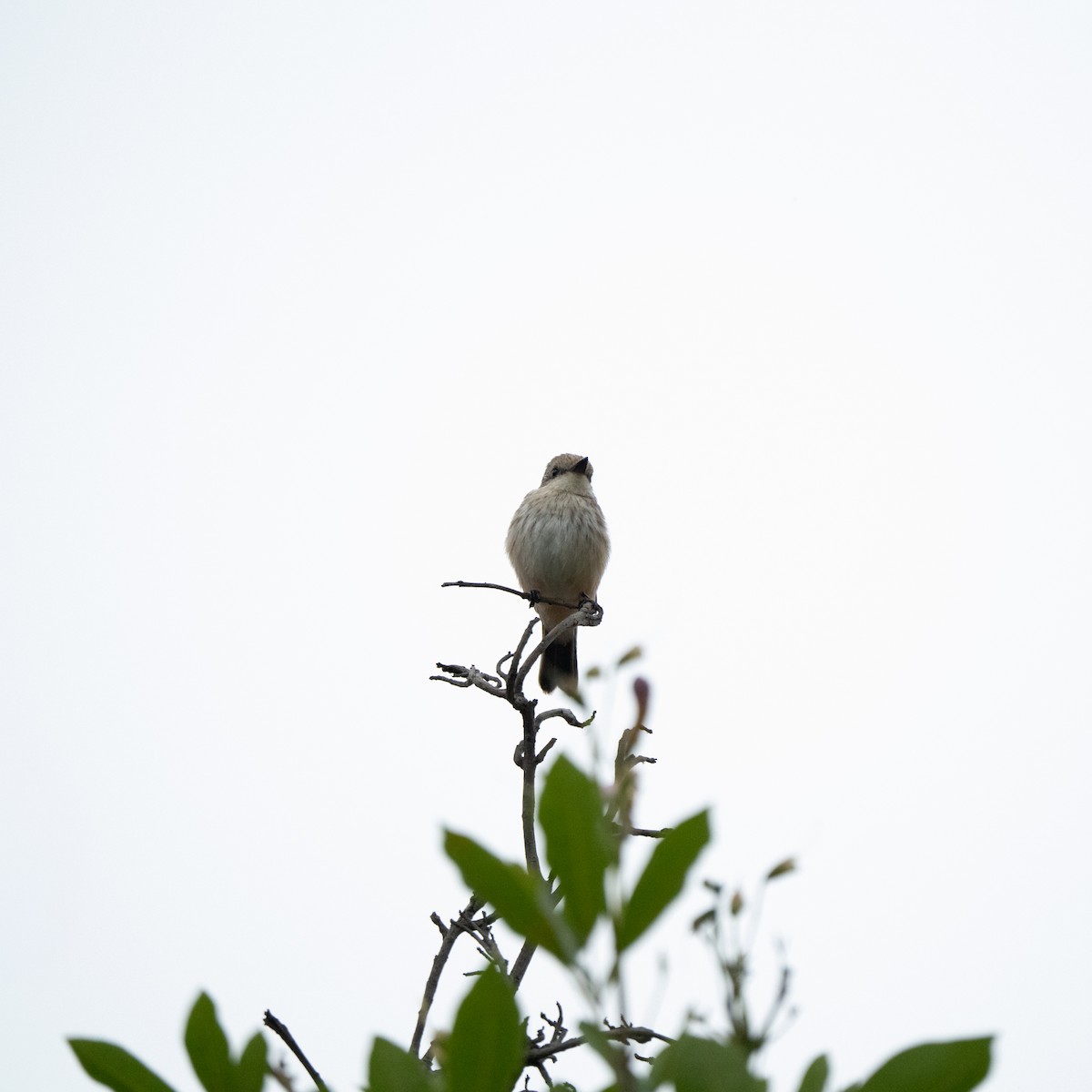 Vermilion Flycatcher - ML643684874
