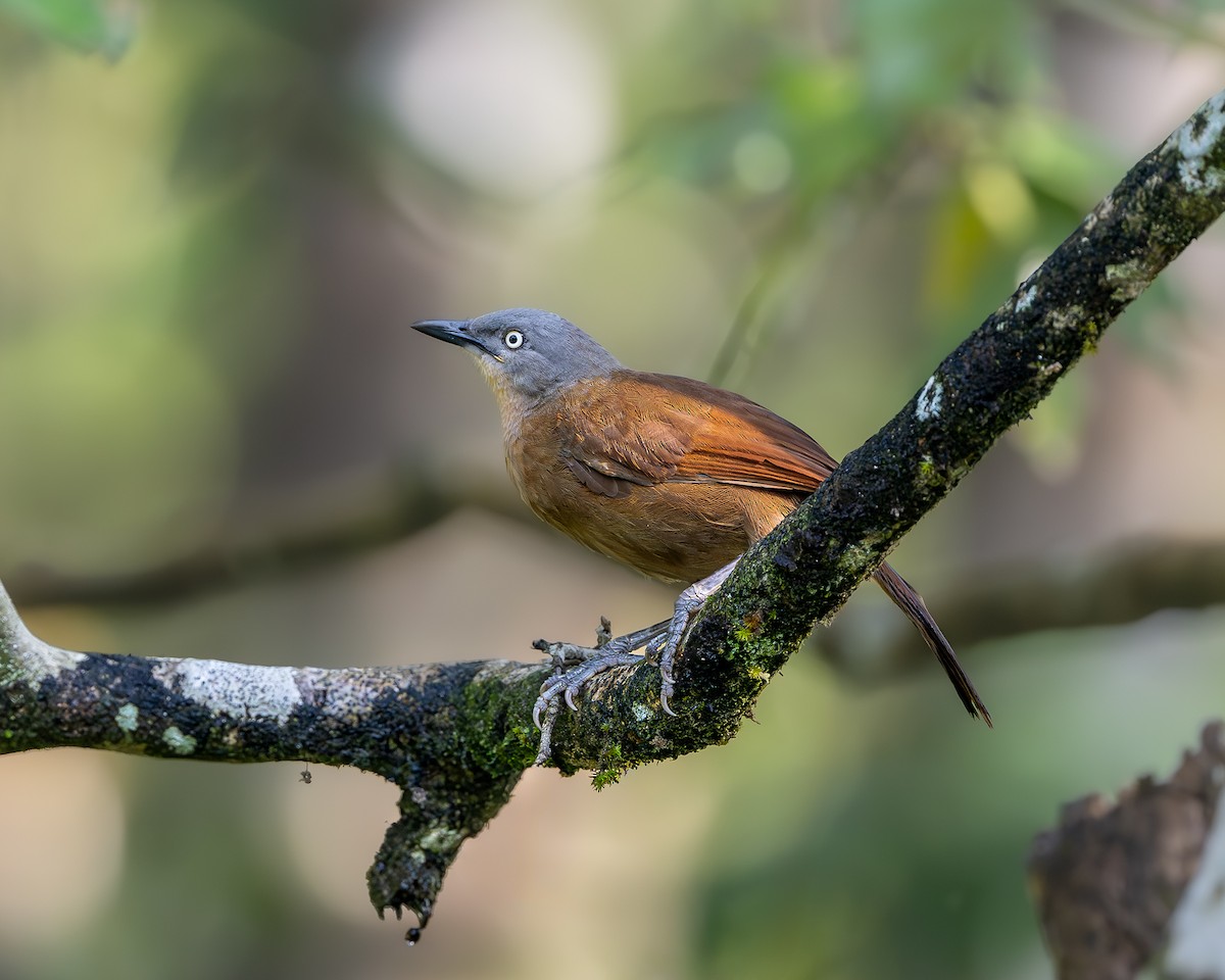 Ashy-headed Laughingthrush - ML643684885