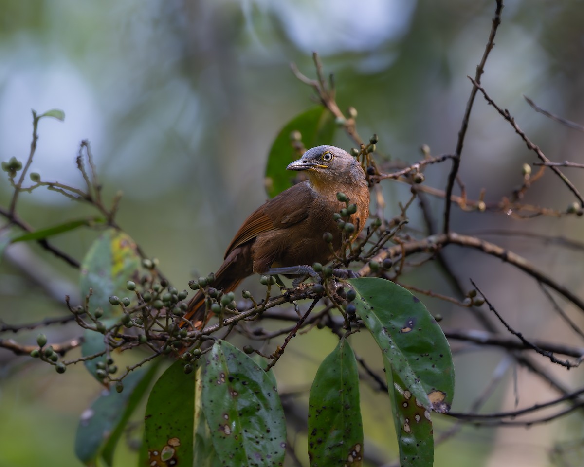 Ashy-headed Laughingthrush - ML643684886