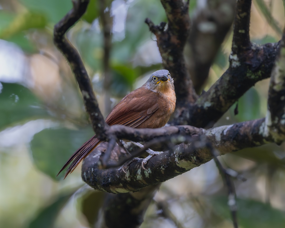 Ashy-headed Laughingthrush - ML643684887