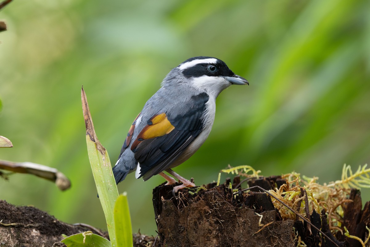 White-browed Shrike-Babbler - ML643684902