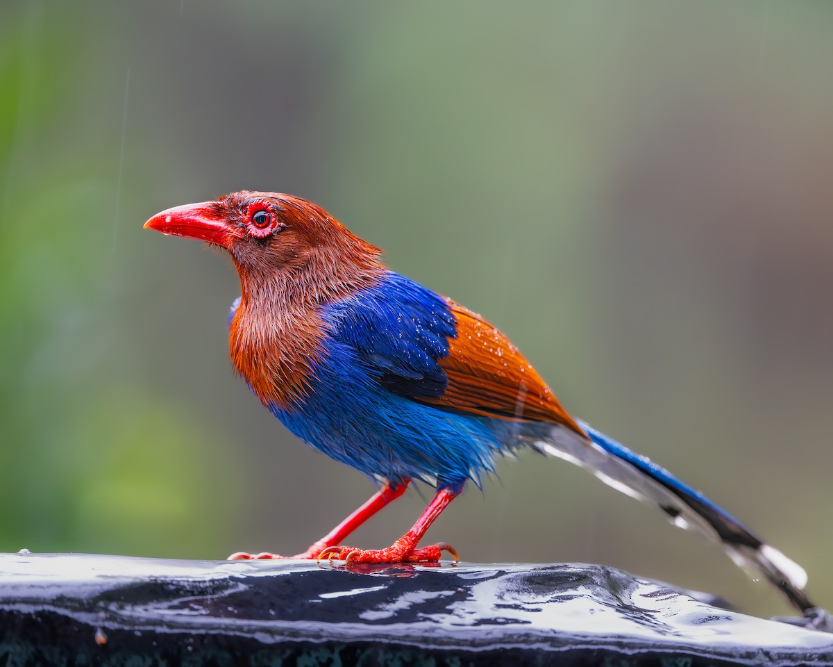 Sri Lanka Blue-Magpie - ML643684914