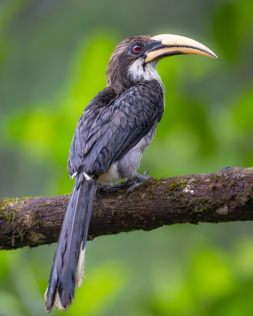 Sri Lanka Gray Hornbill - ML643684916