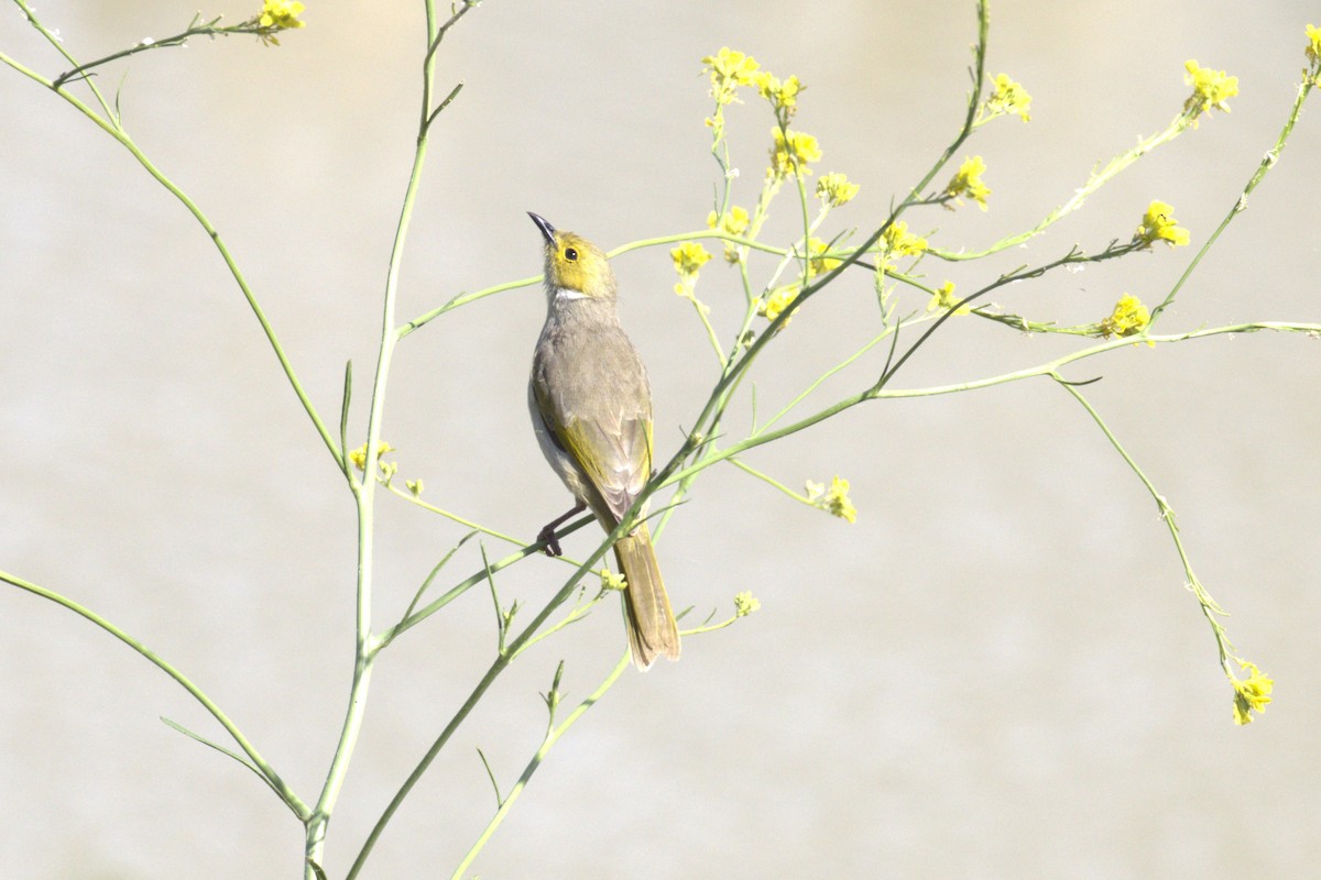 White-plumed Honeyeater - ML643684918