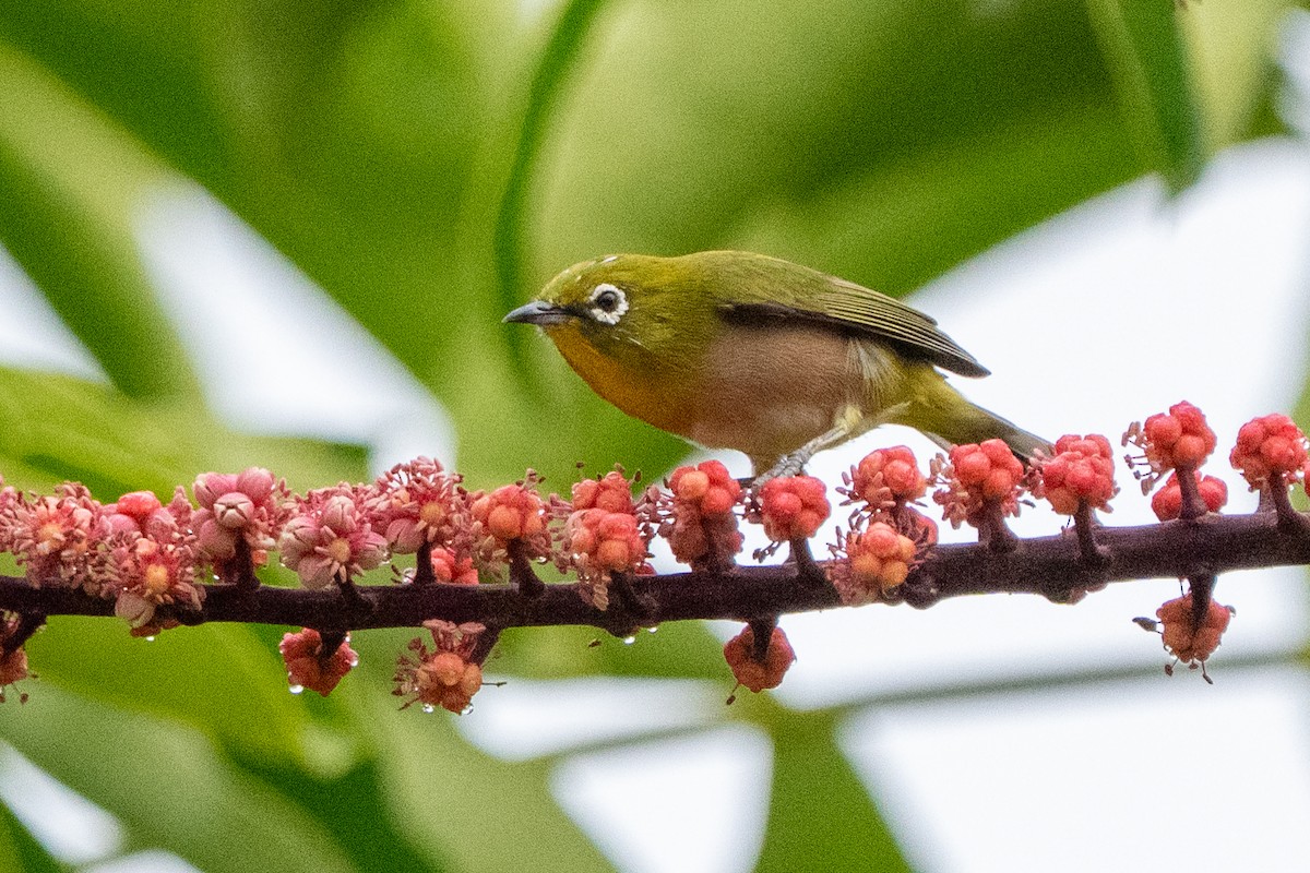 Warbling White-eye - ML643684922