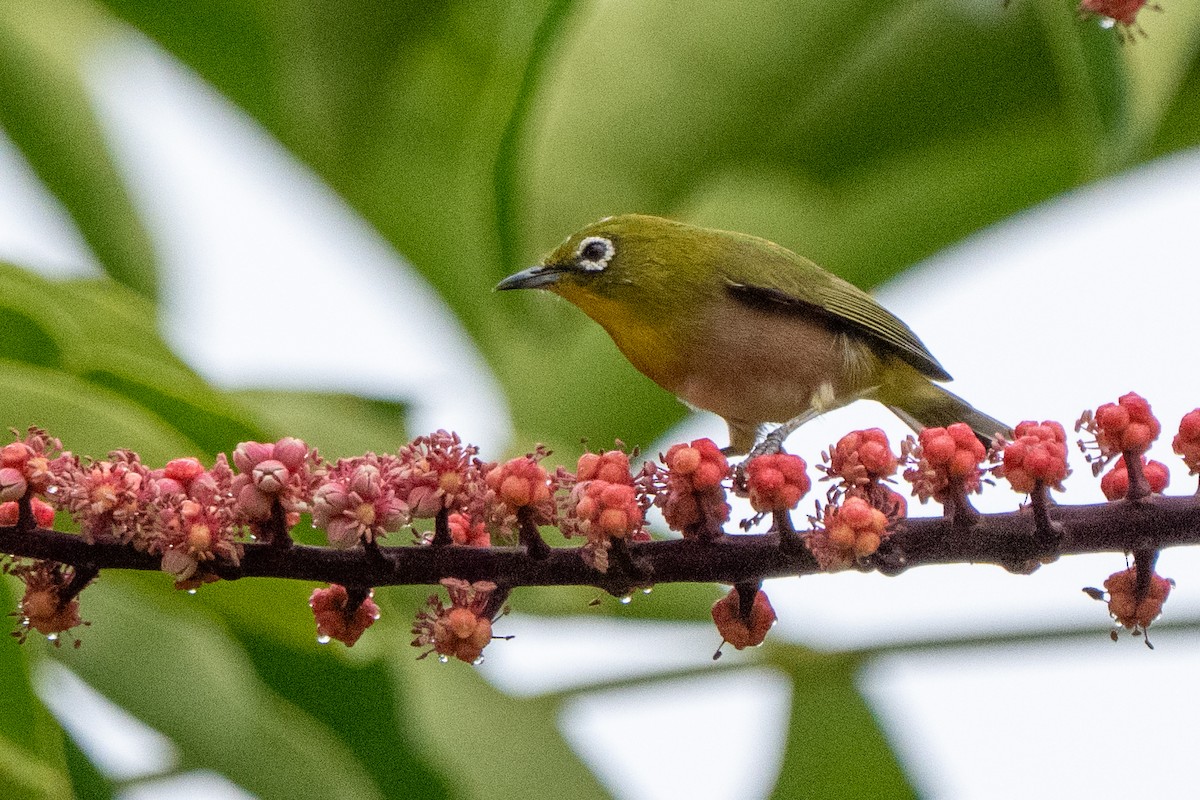 Warbling White-eye - ML643684923
