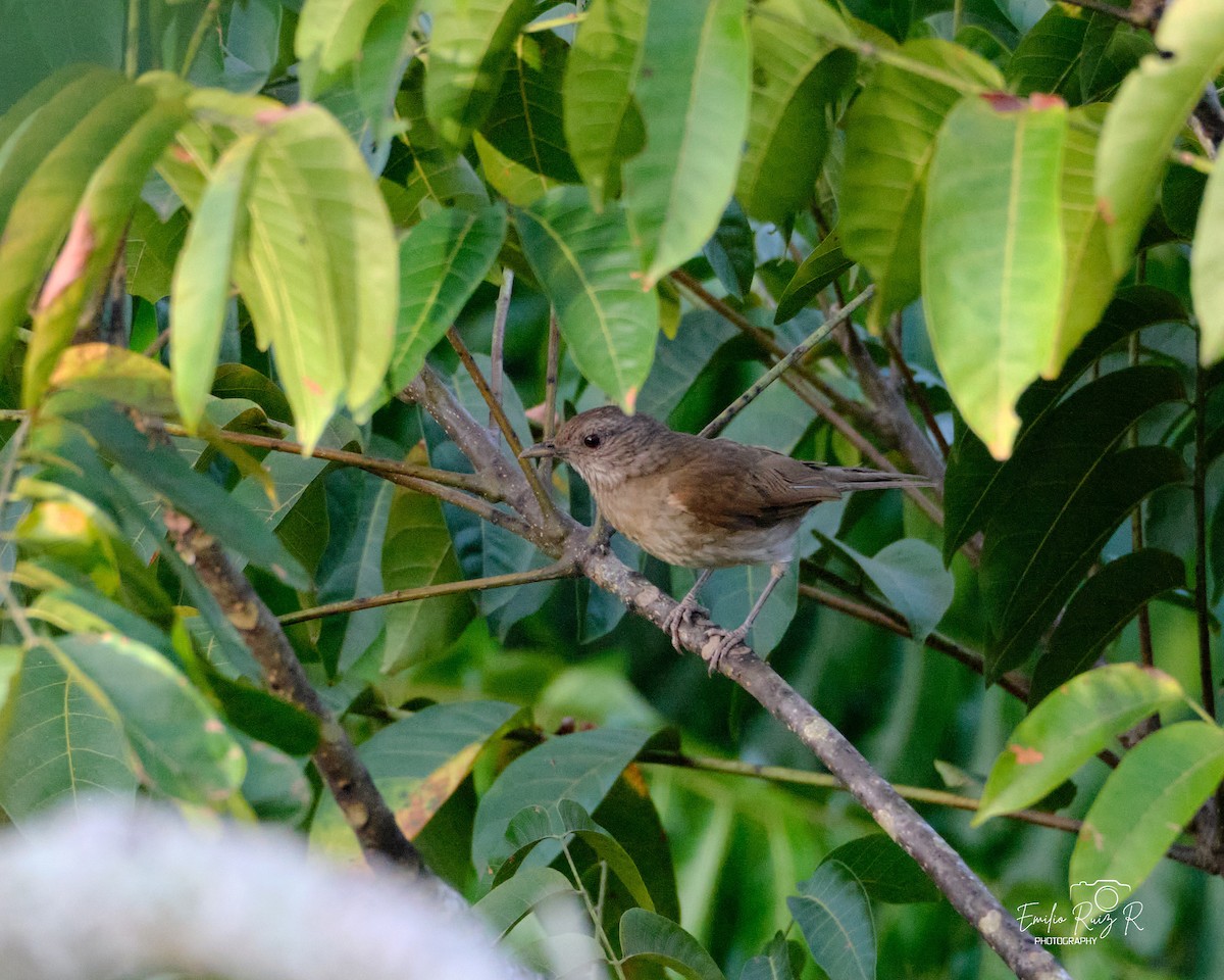Black-billed Thrush - ML643684926