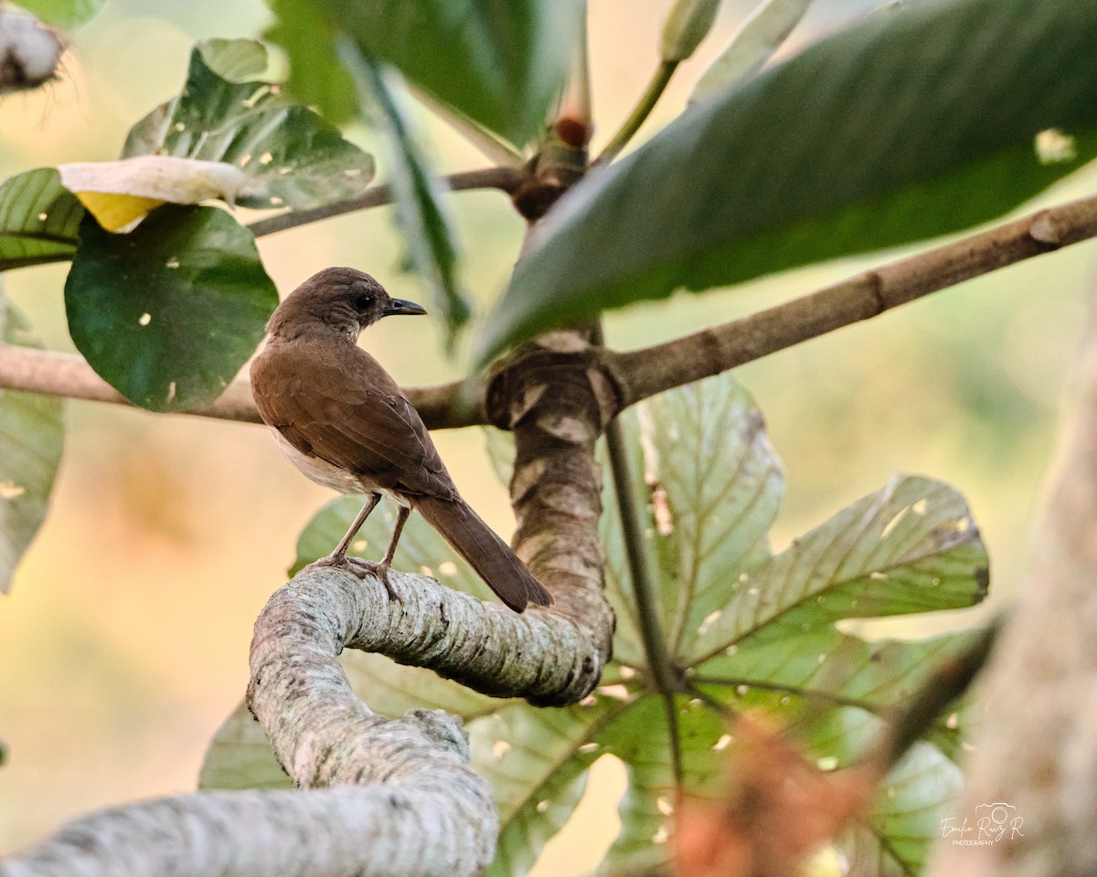 Black-billed Thrush - ML643684928