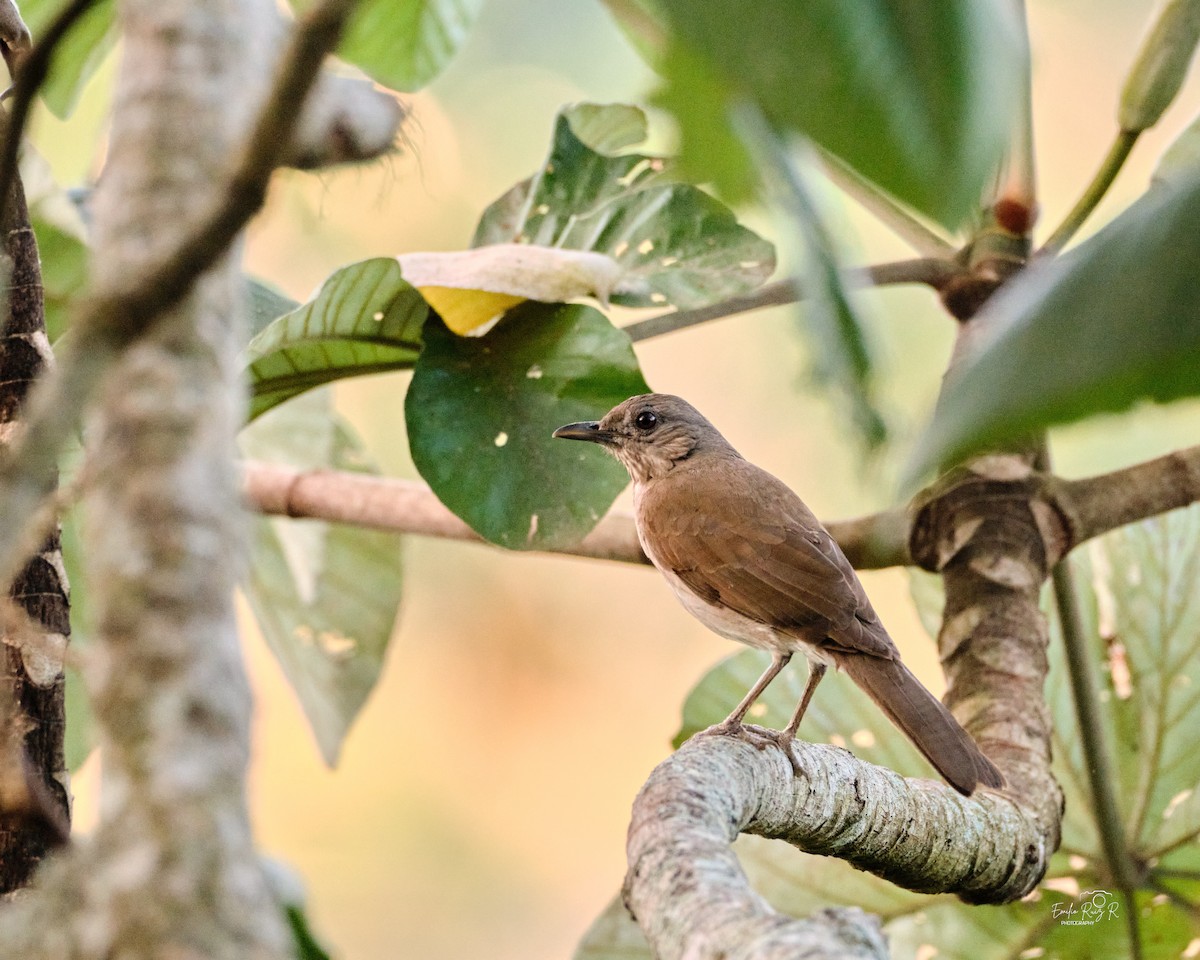 Black-billed Thrush - ML643684929
