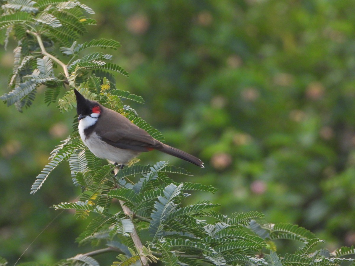 Red-whiskered Bulbul - ML643684933
