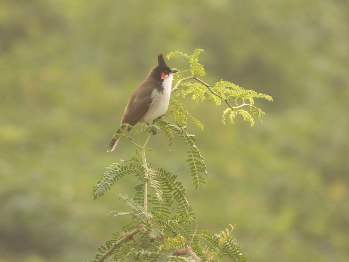 Red-whiskered Bulbul - ML643684934