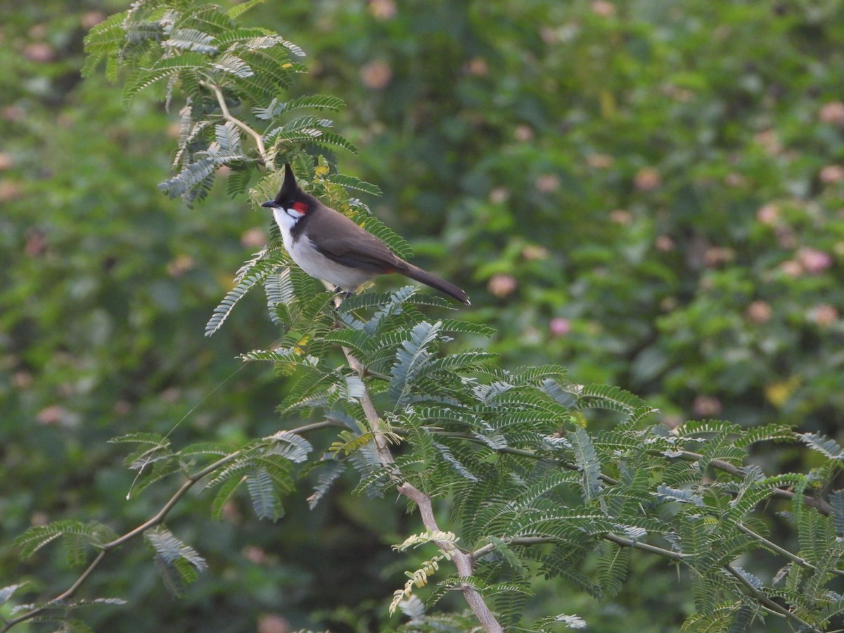 Red-whiskered Bulbul - ML643684935