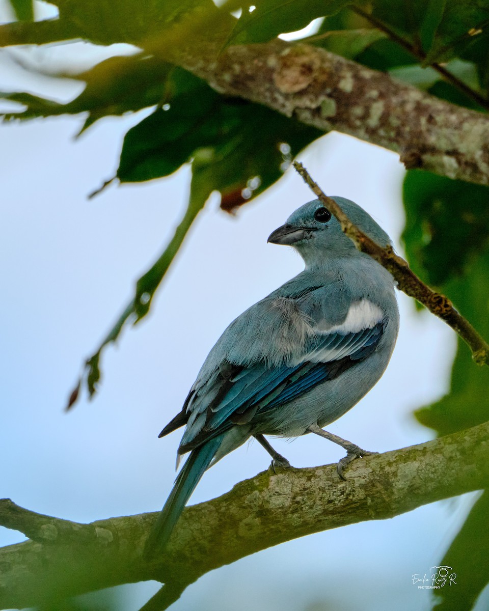 Blue-gray Tanager - ML643684972