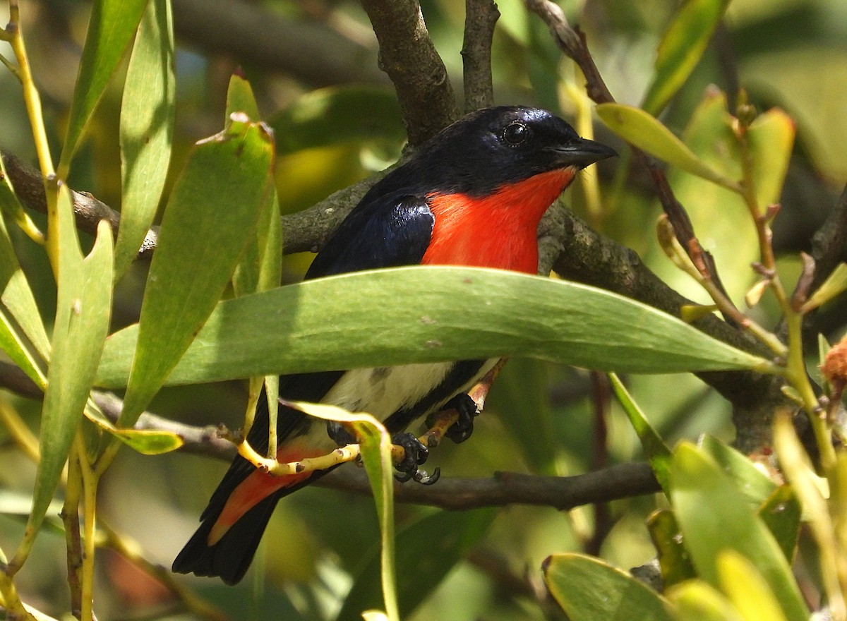 Picaflores Golondrina - ML643684977