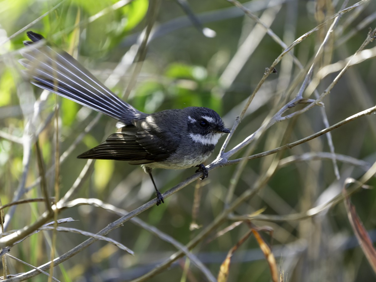 Gray Fantail - ML643684980