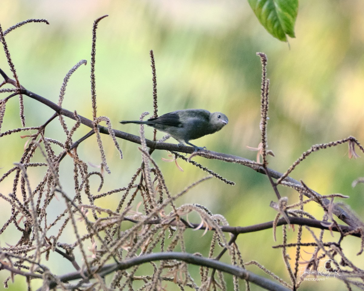 Palm Tanager - ML643684985