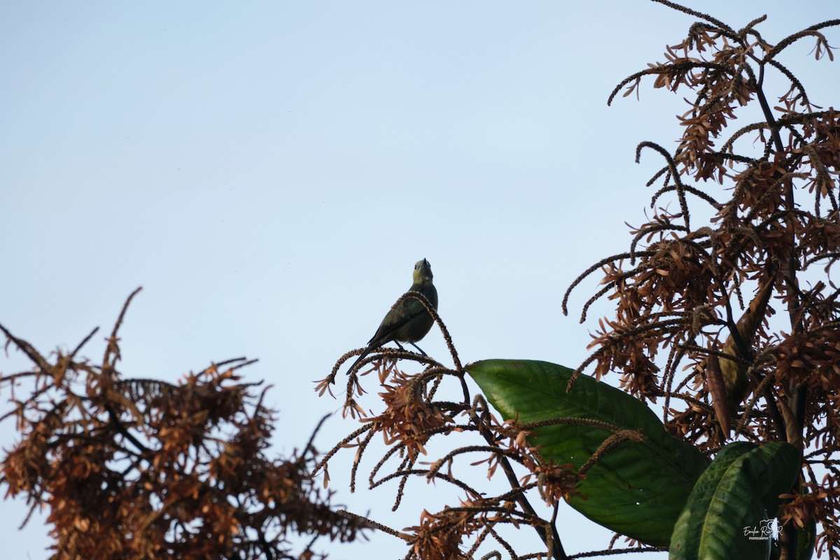 Palm Tanager - ML643684986