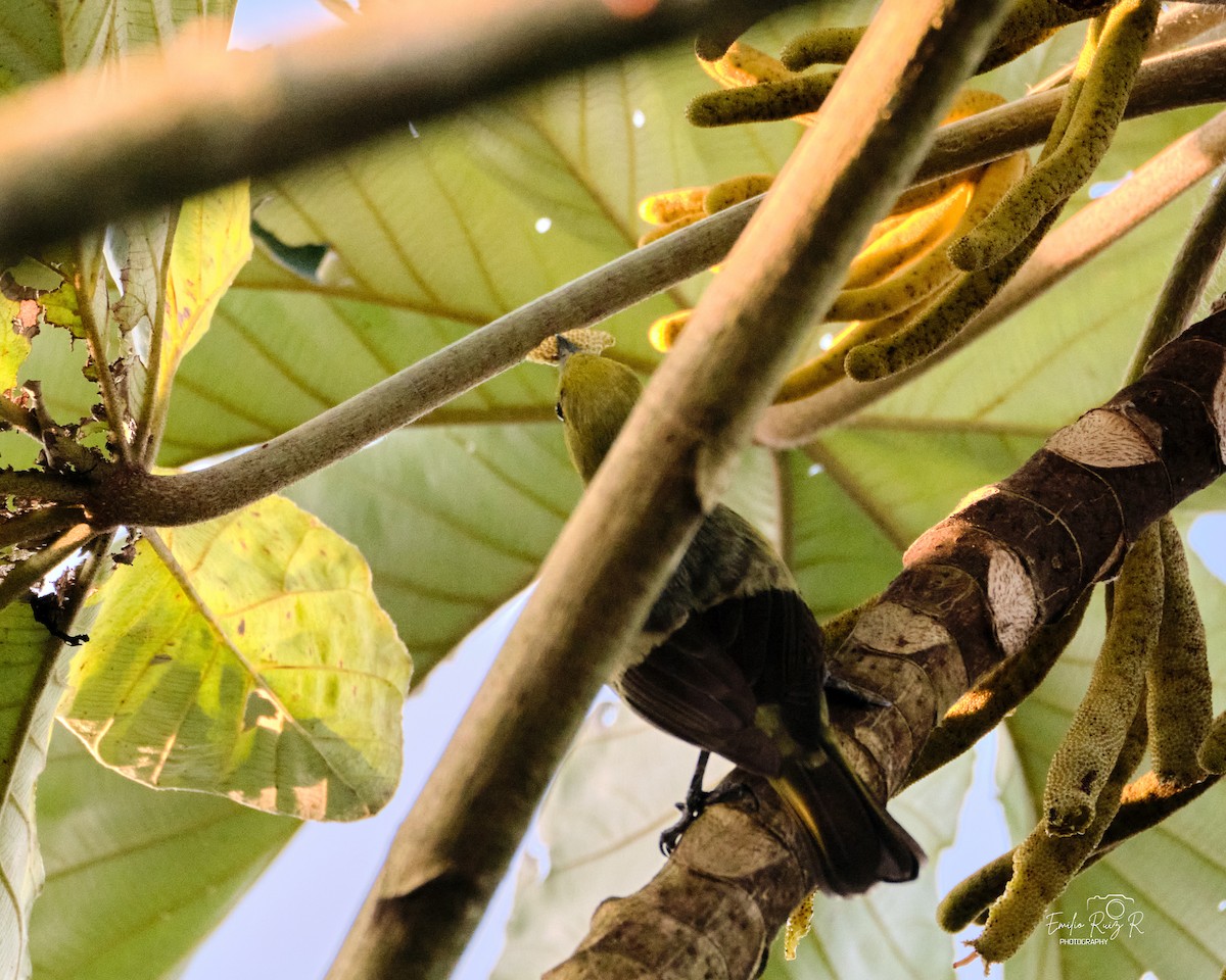 Palm Tanager - ML643684987