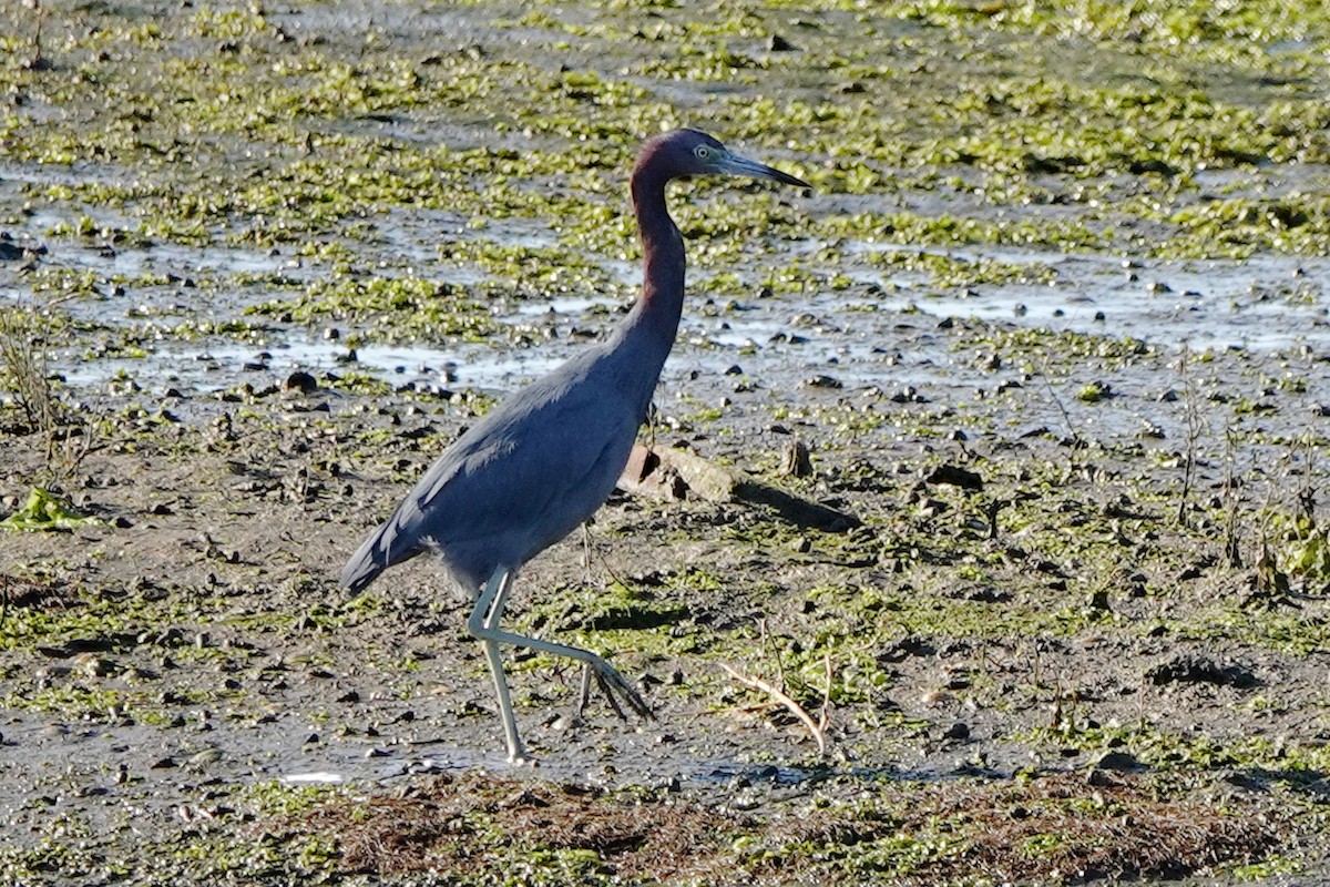 Little Blue Heron - ML643684989
