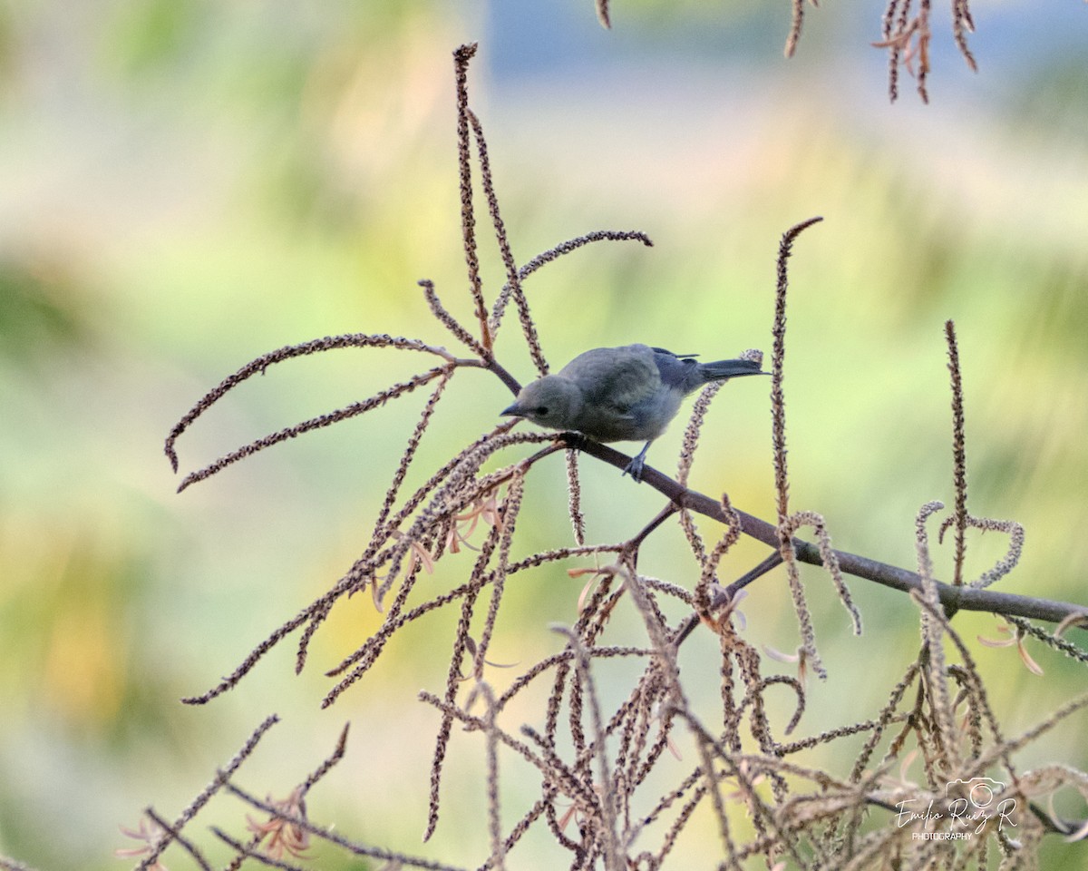 Palm Tanager - ML643684990