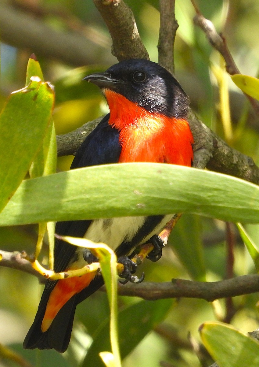 Picaflores Golondrina - ML643684991