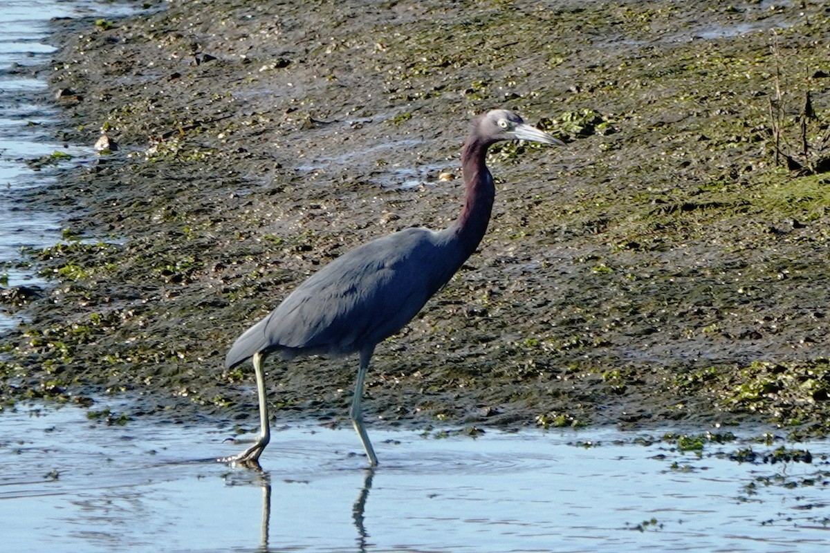Little Blue Heron - ML643685002