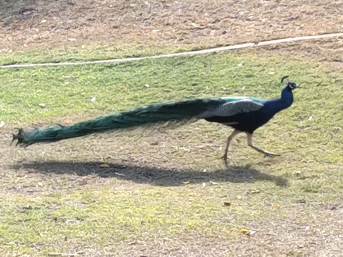 Indian Peafowl - ML643685008