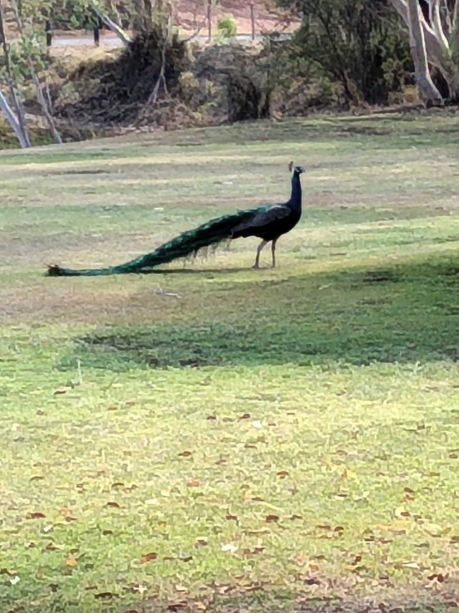 Indian Peafowl - ML643685009