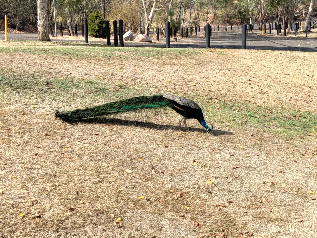 Indian Peafowl - ML643685010