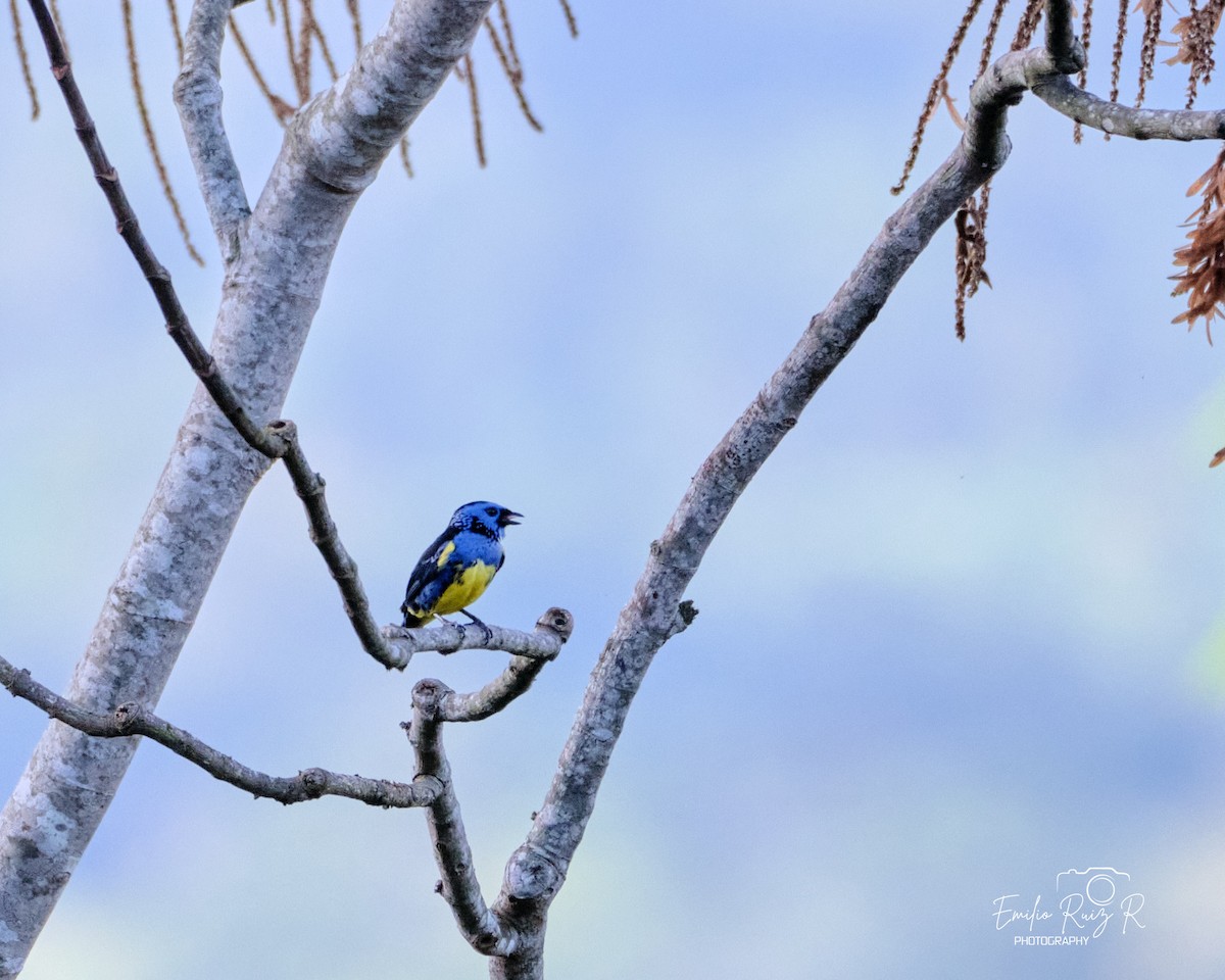 Turquoise Tanager - ML643685020