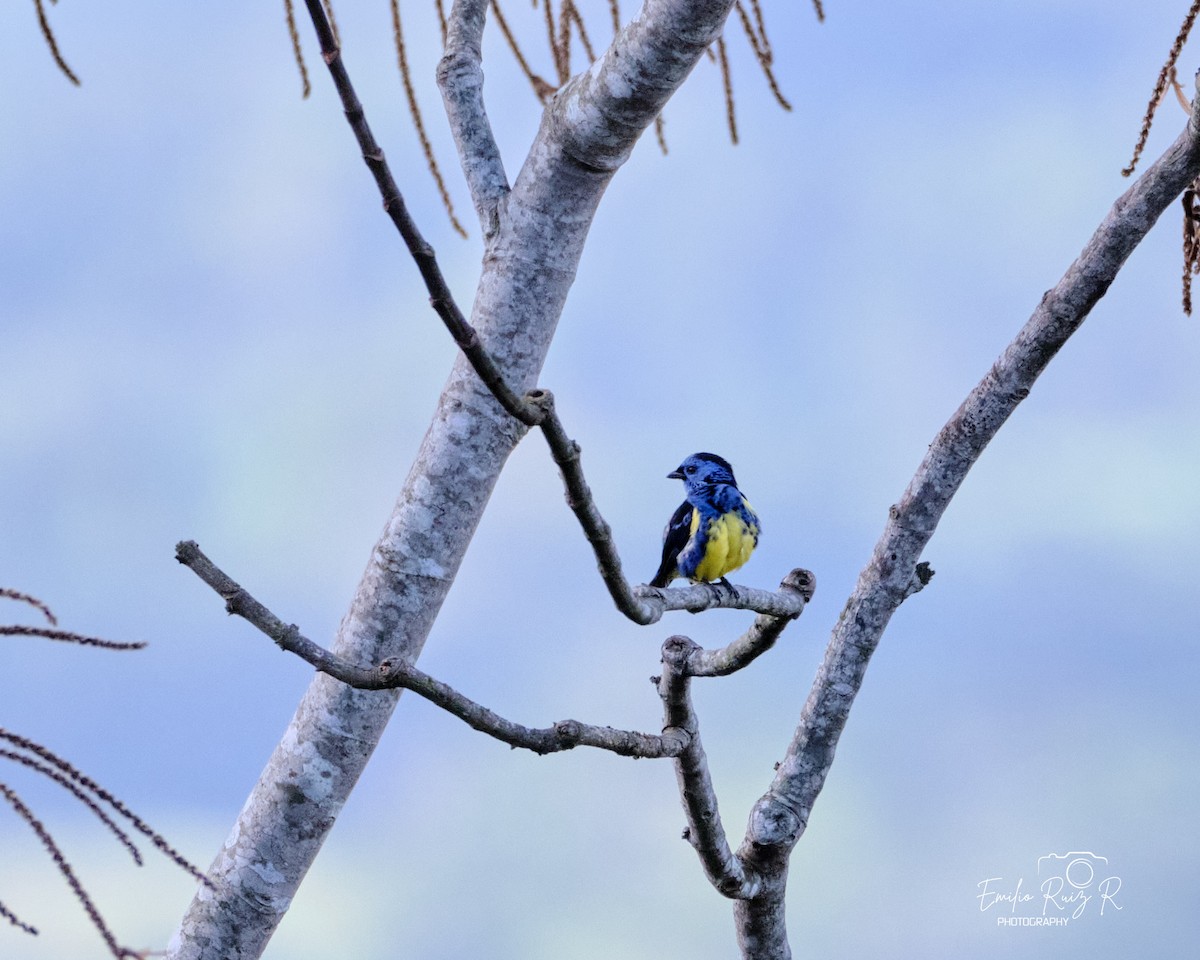 Turquoise Tanager - ML643685021