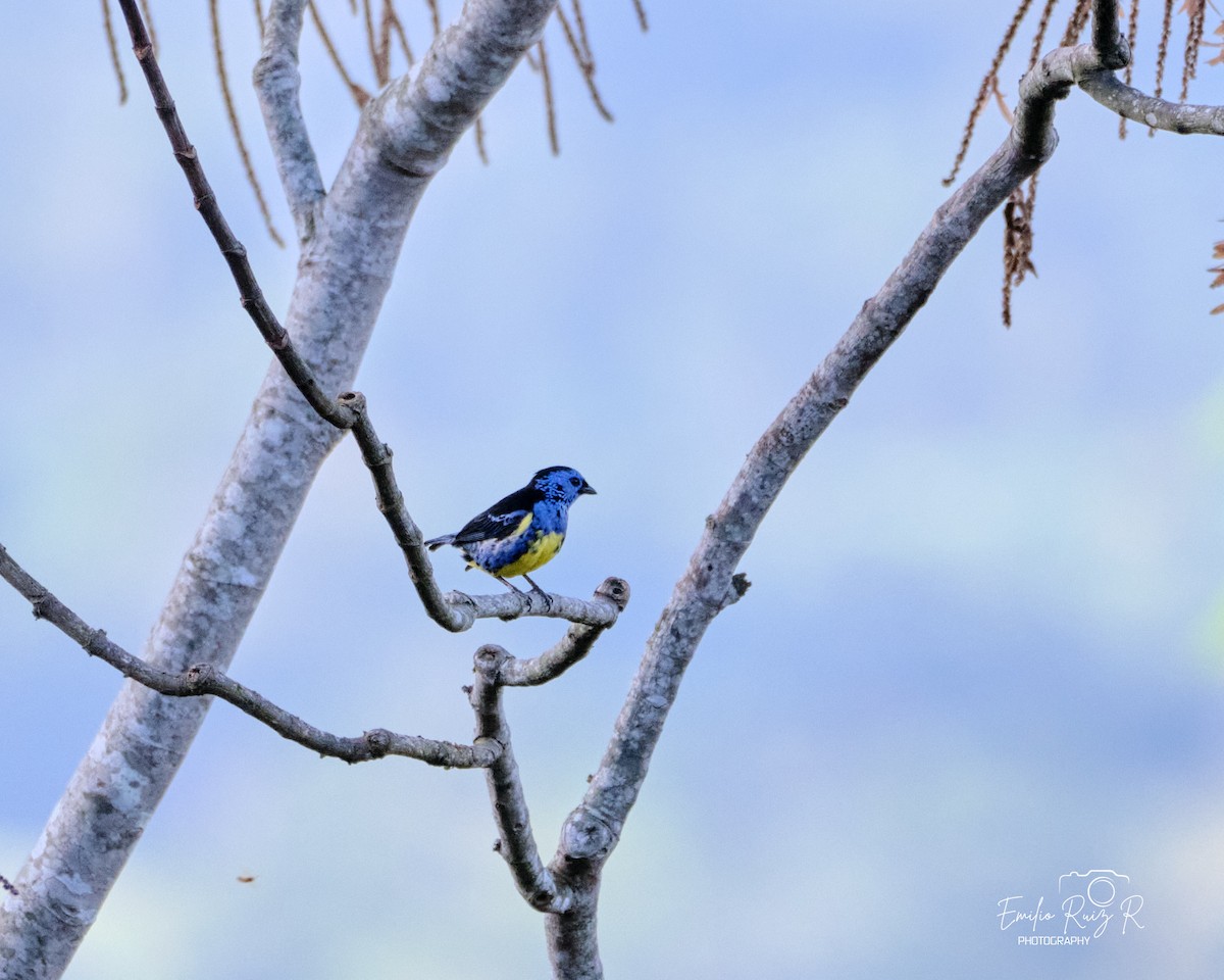 Turquoise Tanager - ML643685022