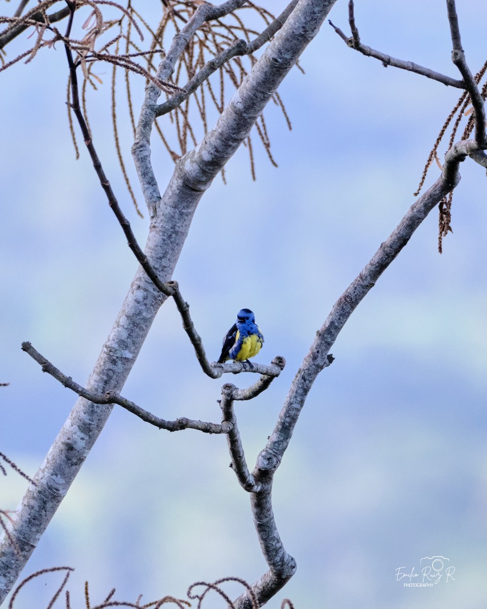 Turquoise Tanager - ML643685023