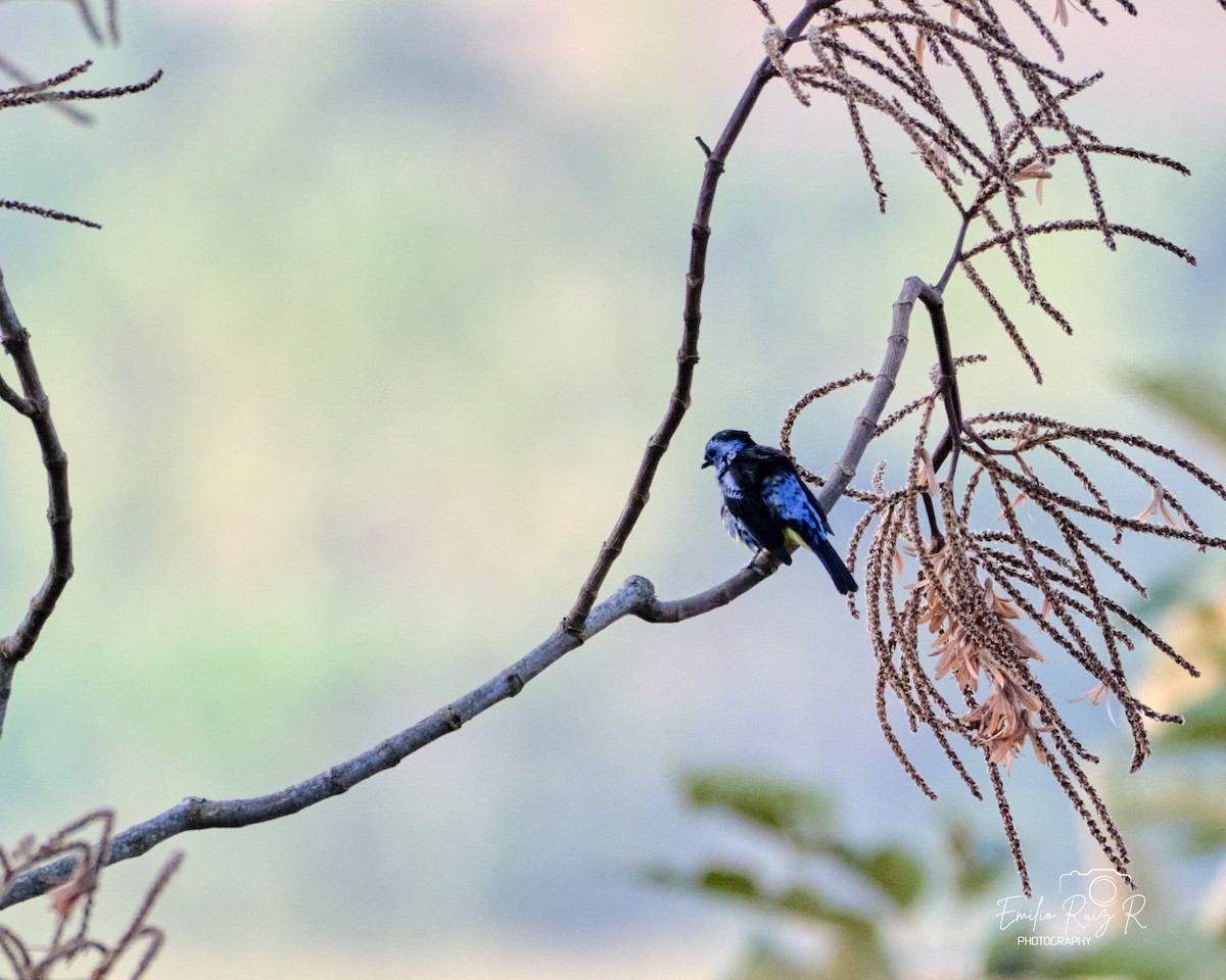 Turquoise Tanager - ML643685024