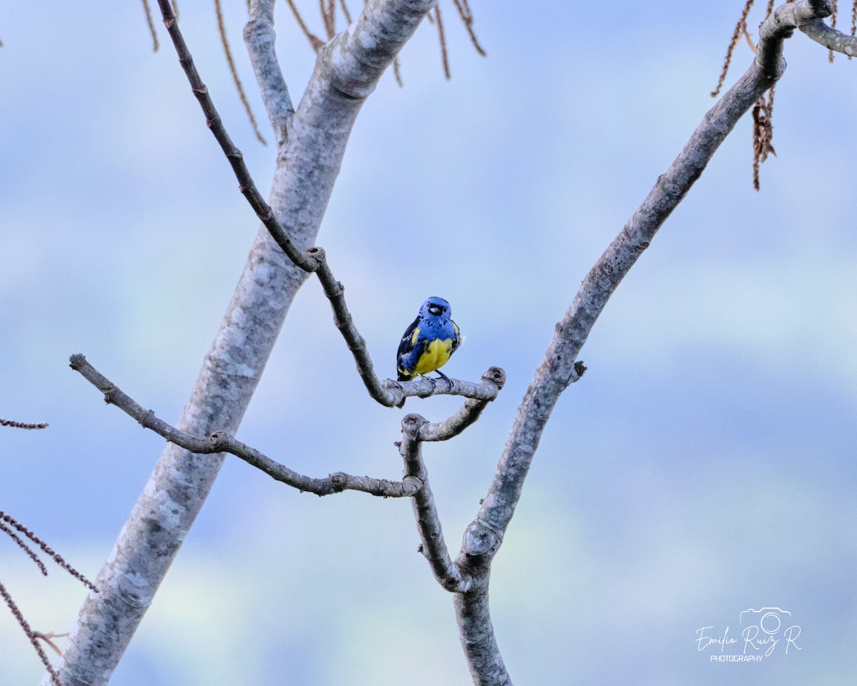 Turquoise Tanager - ML643685025