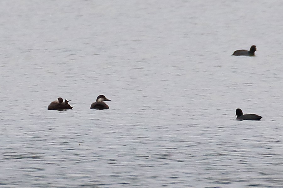 Common Scoter - ML643685033
