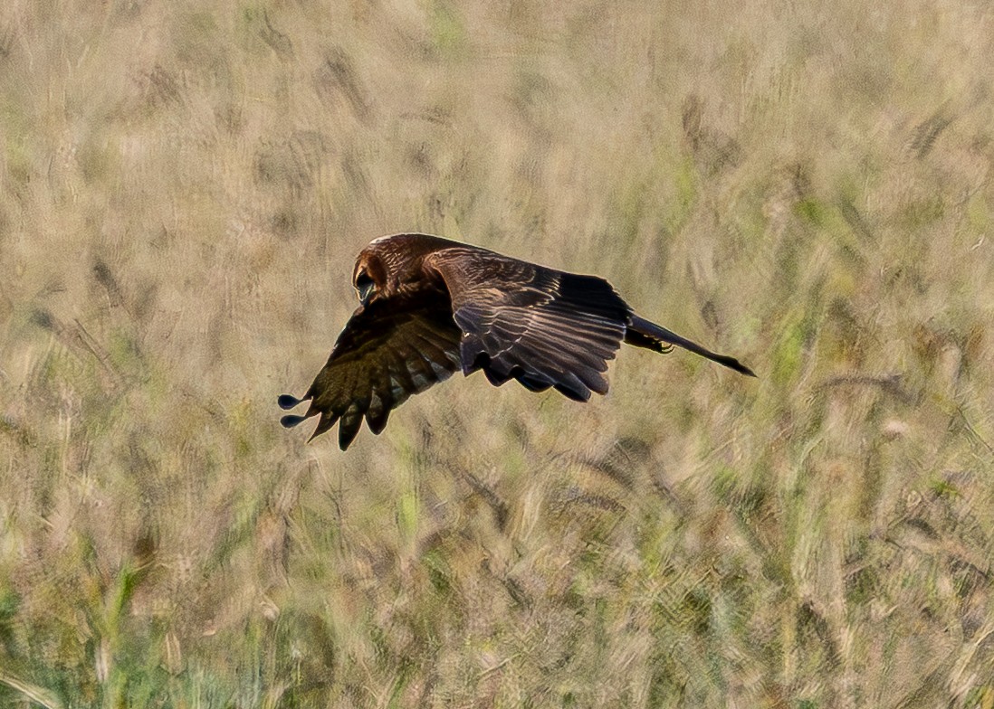 Pied Harrier - ML643685036