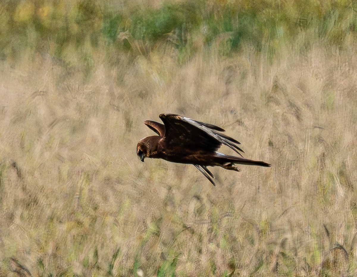 Pied Harrier - ML643685037