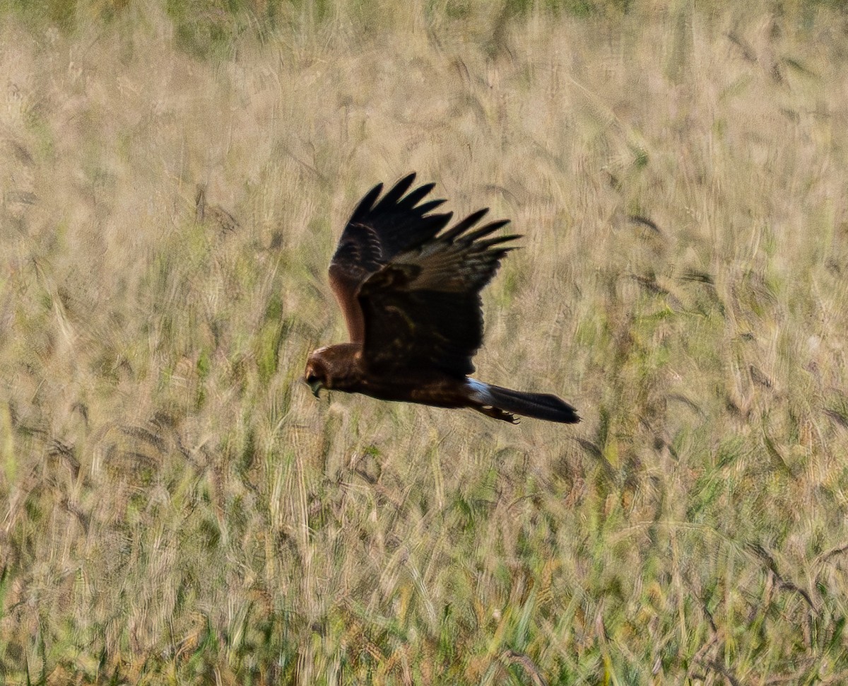Pied Harrier - ML643685038
