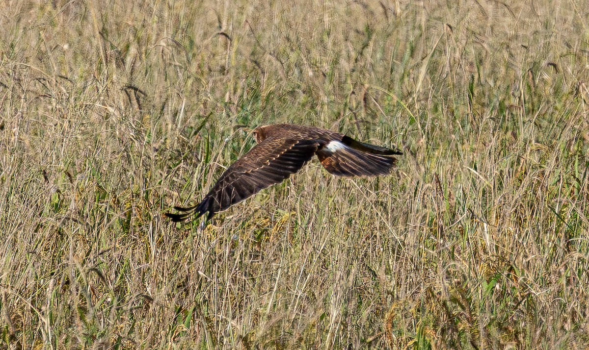 Pied Harrier - ML643685039