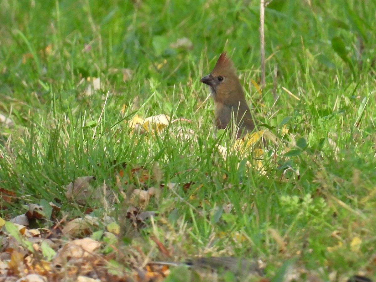 Northern Cardinal - ML643685040